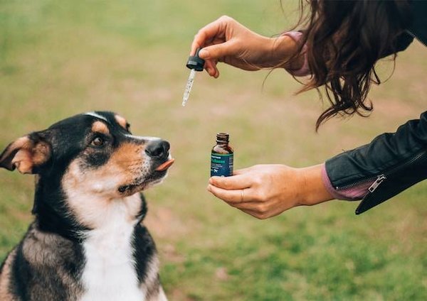 Comment utiliser le CBD pour soigner son animal de compagnie ?