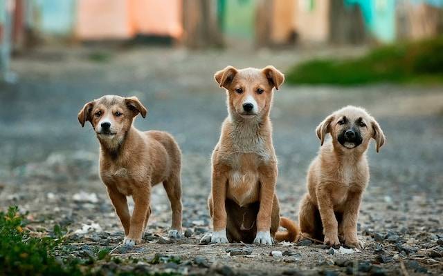 Quels sont les effets secondaires possibles du CBD chez les animaux ?