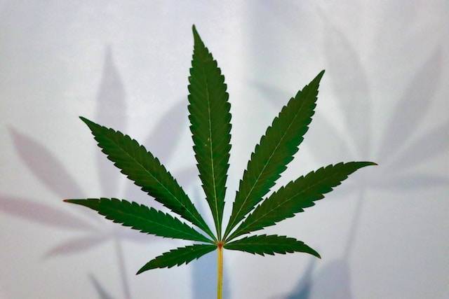Comment utiliser le CBD pour lutter contre le mal des transports ? Comment utiliser le CBD pour lutter contre le mal des transports ?